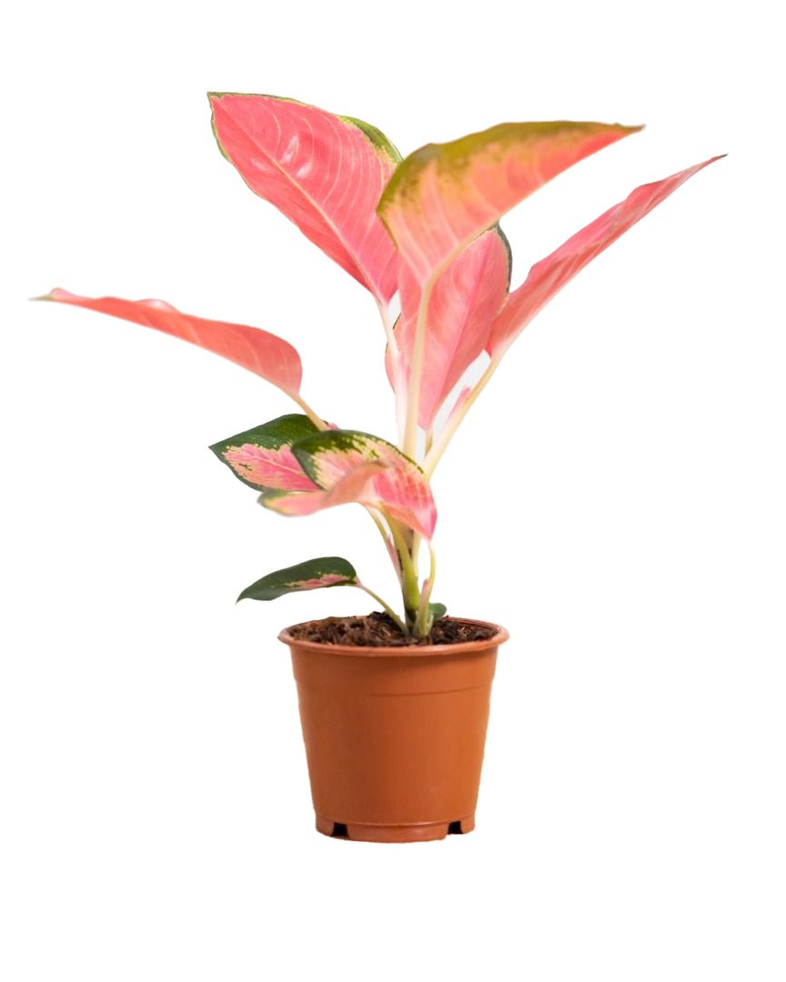 Kamerplant met spitse bladeren in roze, crème en groen, in een terracotta kweekpot.
