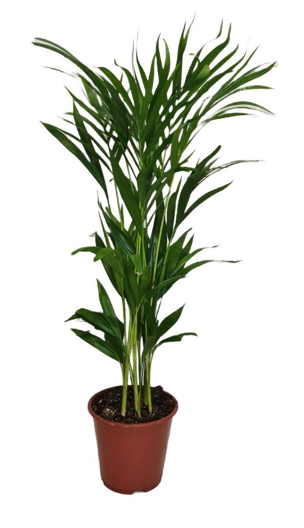 Slanke palm met opgaand geveerd blad op dunne stelen, in een terracotta kweekpot.