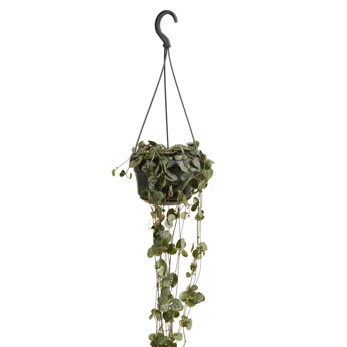 Hangpot aan een beugel met dunne ranken vol kleine hartvormige blaadjes.