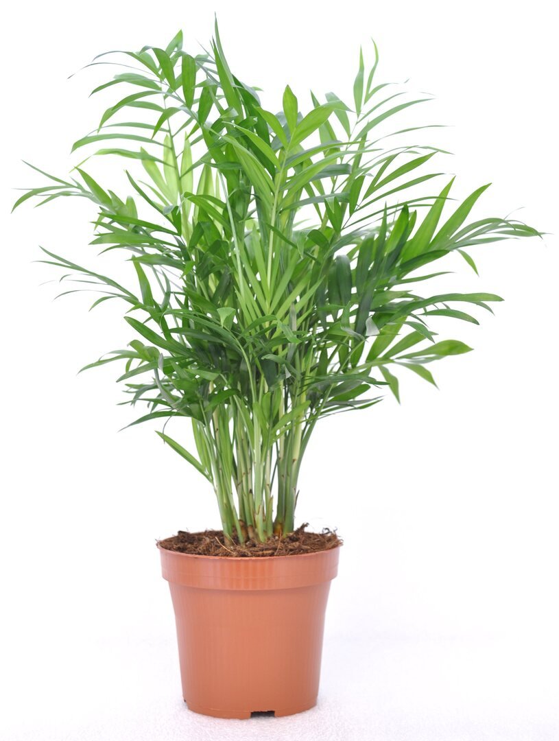 Kleine palm met fijn geveerd blad op dunne stelen, in een terracotta kweekpot.