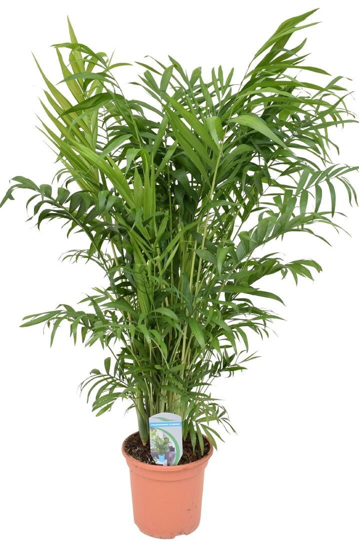 Palm met veel stelen dicht bij elkaar en fijn geveerd blad, in een terracotta pot.