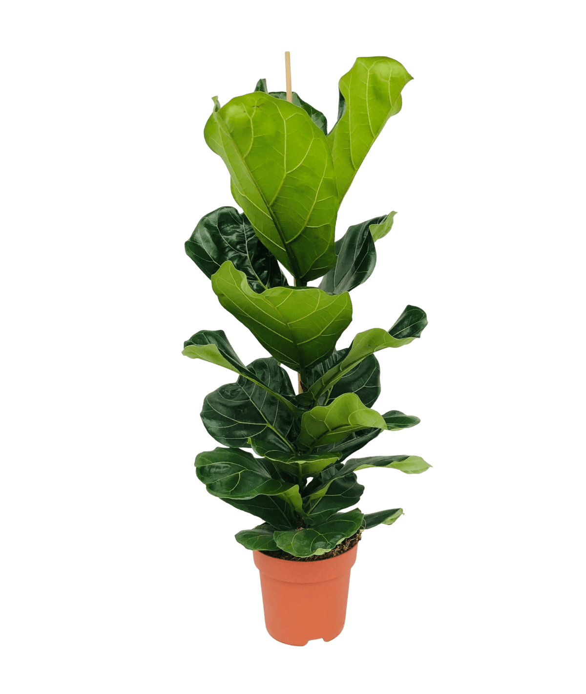 Hoge stam dicht bezet met grote gegolfde bladeren, in een terracotta kweekpot.