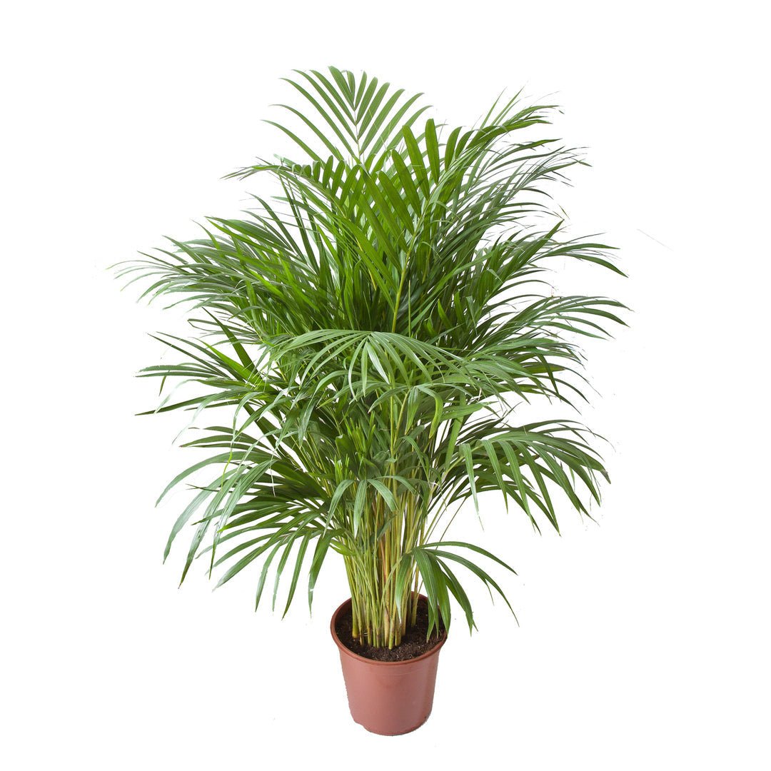 Brede palm met fijn geveerd blad dat wijd uitwaaiert, in een terracotta kweekpot.
