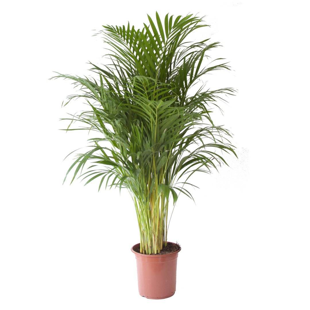 Grote palm met geelgroene stelen en fijn geveerd blad, in een terracotta kweekpot.