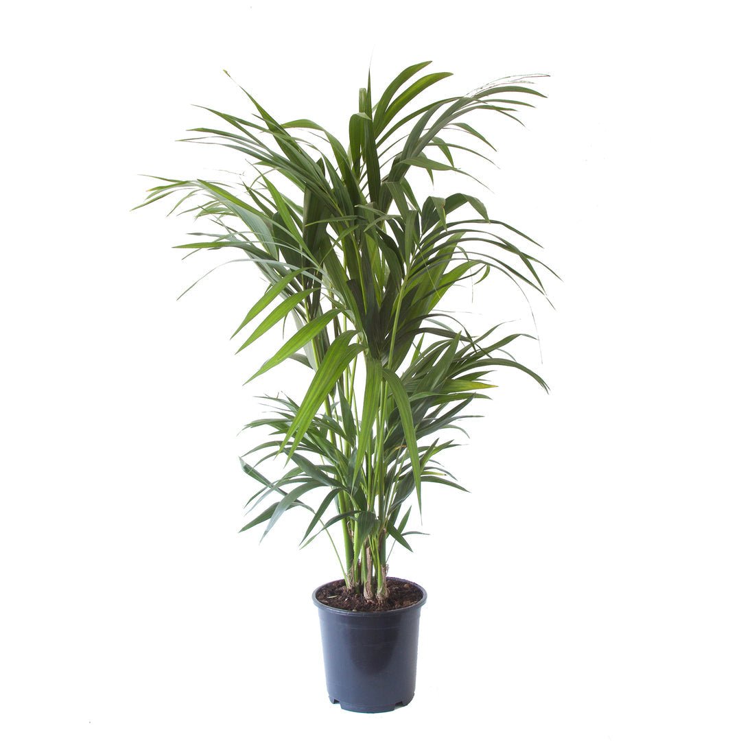Slanke palm met brede bladveren op dunne stelen, in een donkerblauwe kweekpot.