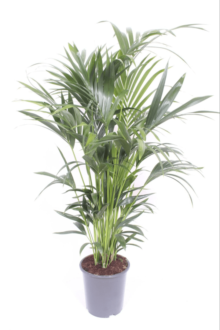 Hoge palm met brede bladveren, luchtig en open van opbouw, in een grijze kweekpot.