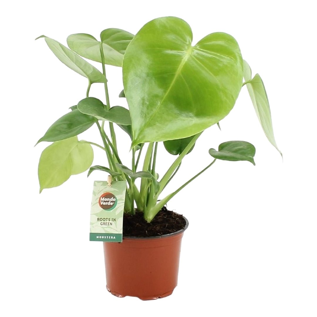 Jonge gatenplant met glanzende hartvormige bladeren, in een terracotta kweekpot.
