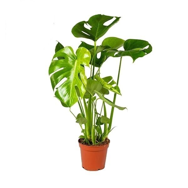 Gatenplant met gespleten blad op lange stelen, breed uitstaand, in een terracotta pot.