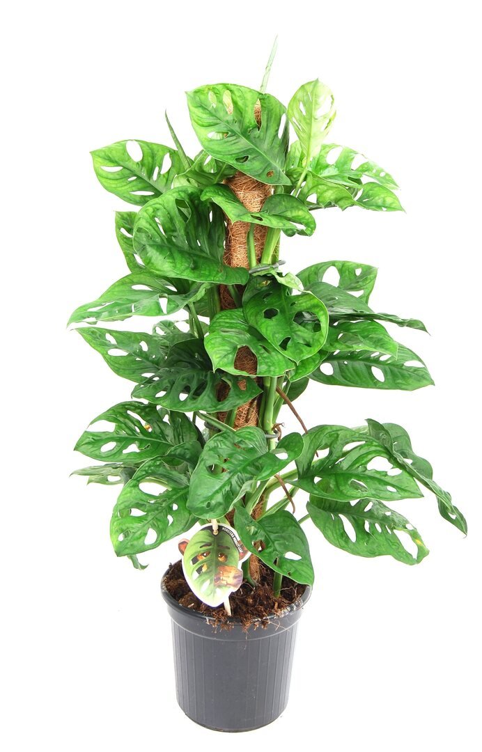 Klimmer langs een mosstok met blad vol ronde gaten, in een zwarte kweekpot.
