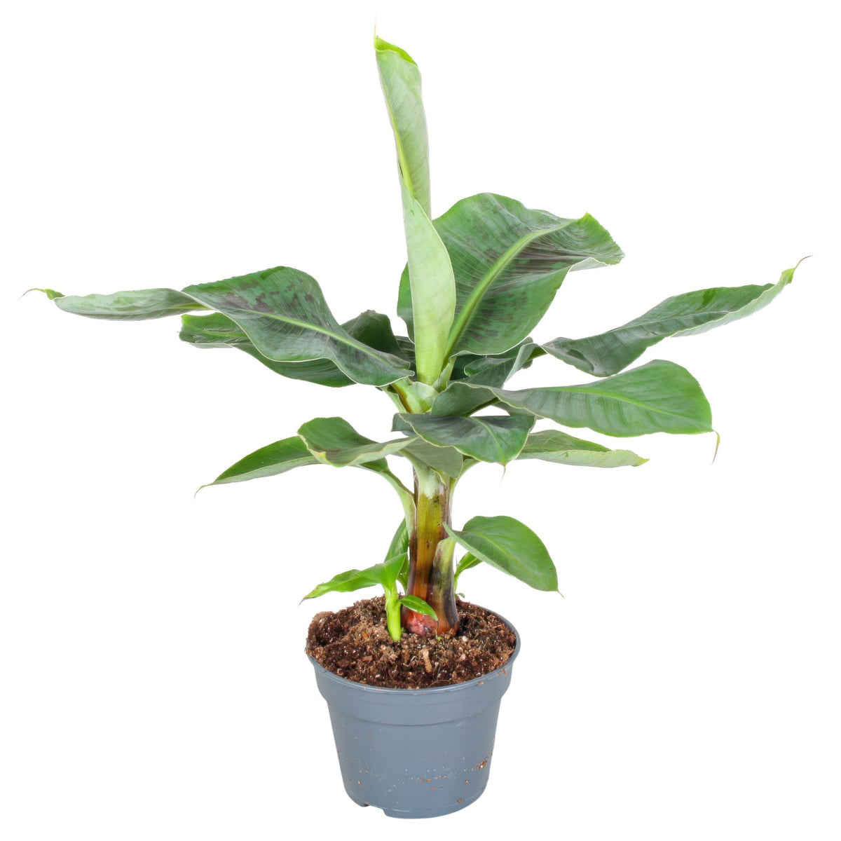 Bananenplant met brede glanzende bladeren op een korte stam, in een blauwgrijze pot.