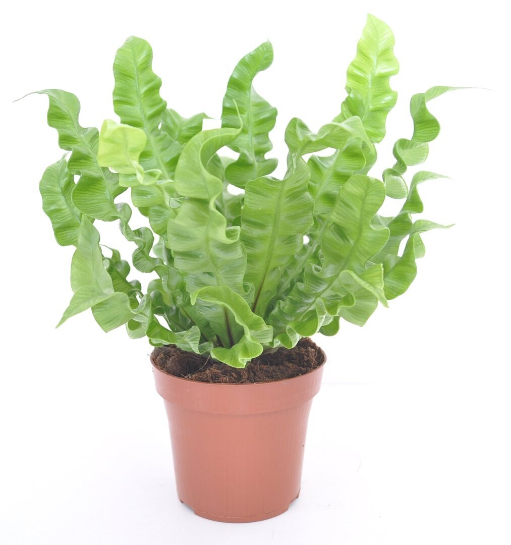 Varen met stevig golvend blad in een rozet, in een terracotta kweekpot.