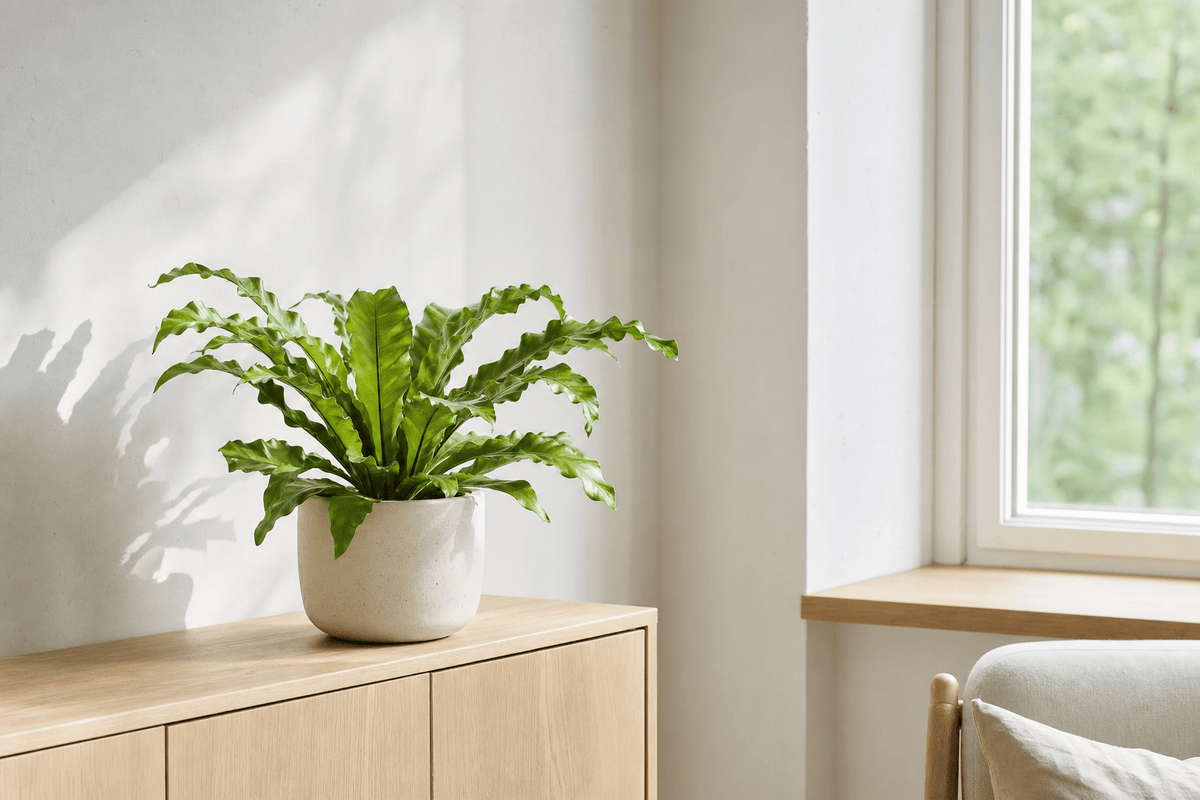 Varen in een witte pot op een licht houten dressoir, met schaduw van het raam.