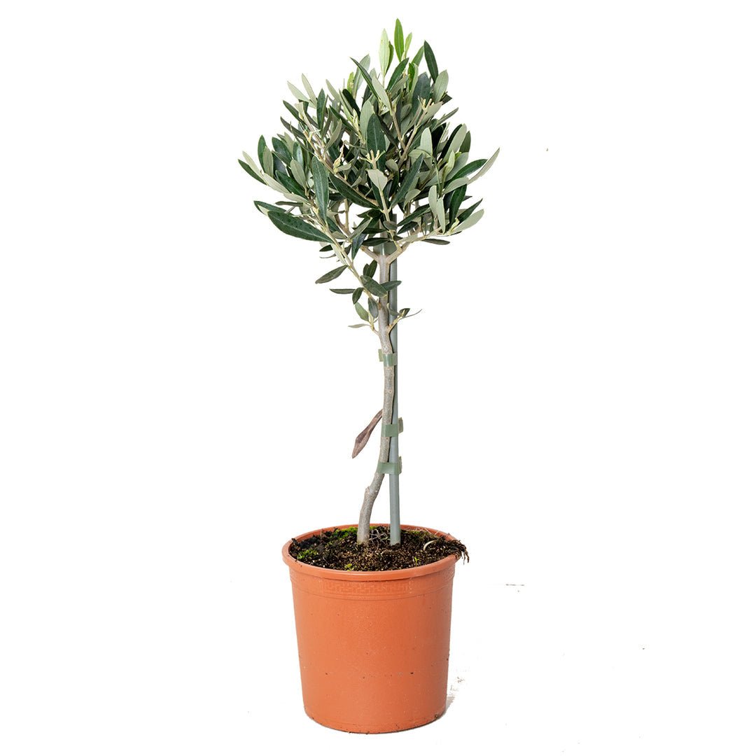 Kleine olijfboom op stam met zilvergroen blad, in een terracotta kweekpot.
