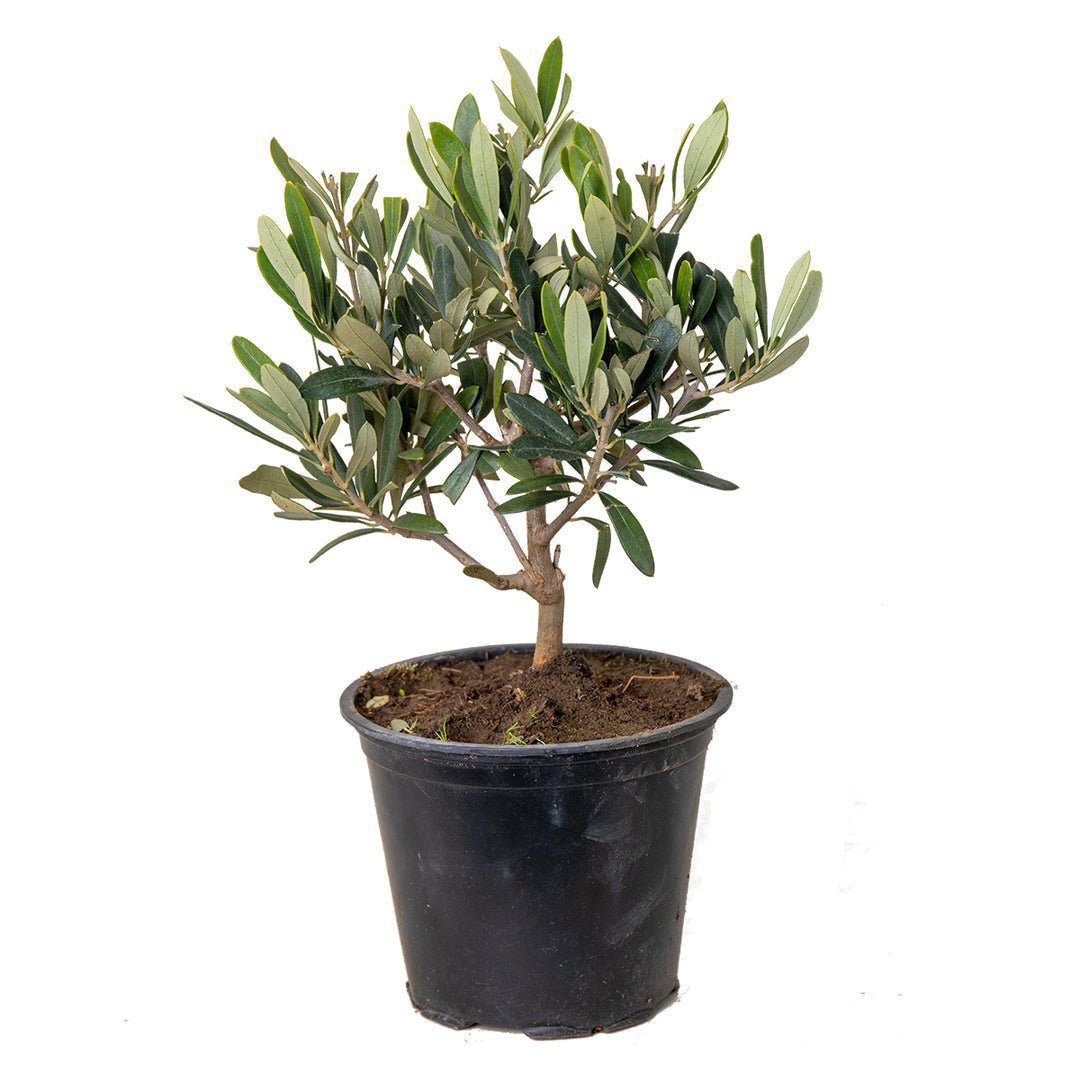 Olijf in struikvorm, vertakt vanaf de voet, met zilvergroen blad, in een zwarte pot.