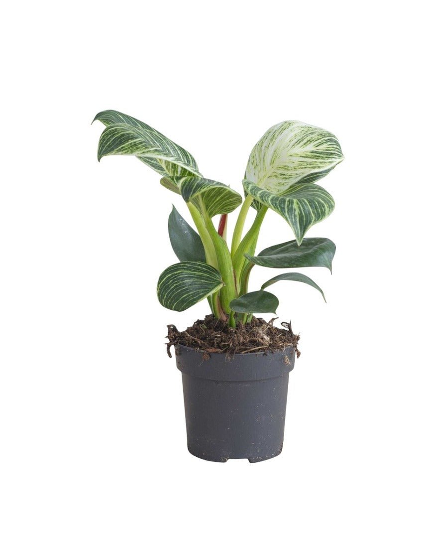Compacte plant met donkergroen blad en fijne witte streping, in een zwarte kweekpot.