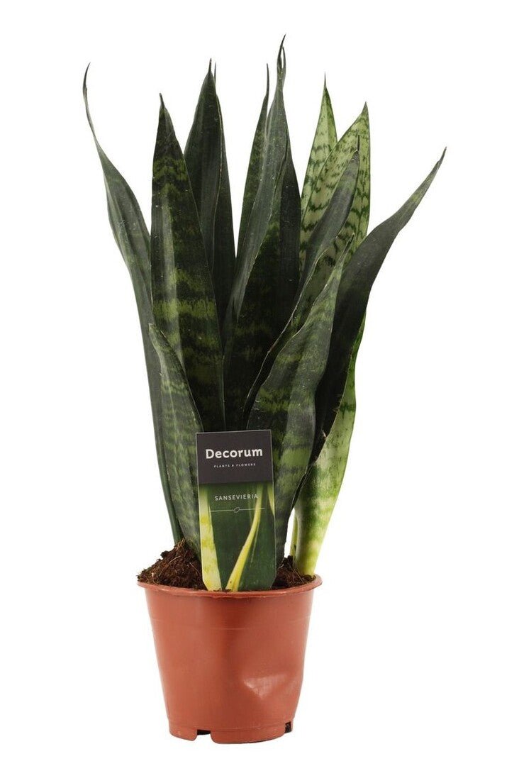 Rechtopstaand donkergroen blad met zilvergrijze dwarsbanden, in een terracotta pot.