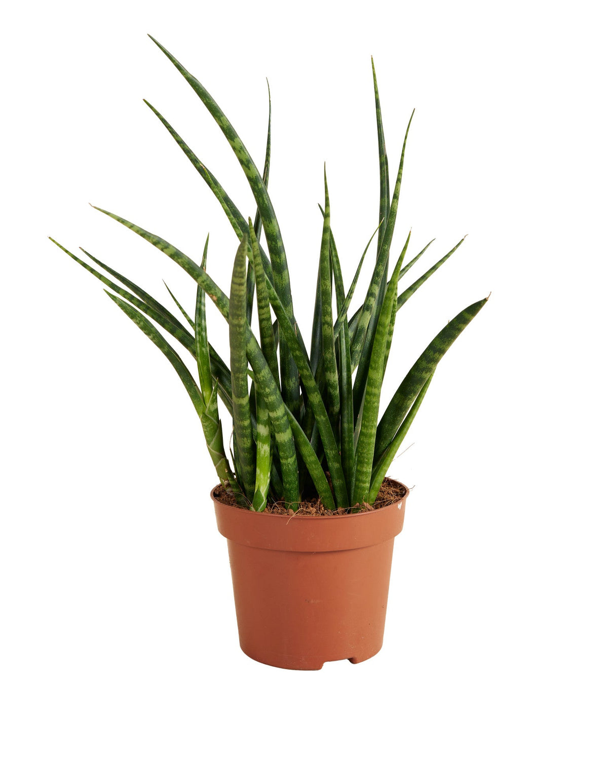 Smal, halfrond blad in een waaier, fijn en grillig, in een terracotta kweekpot.