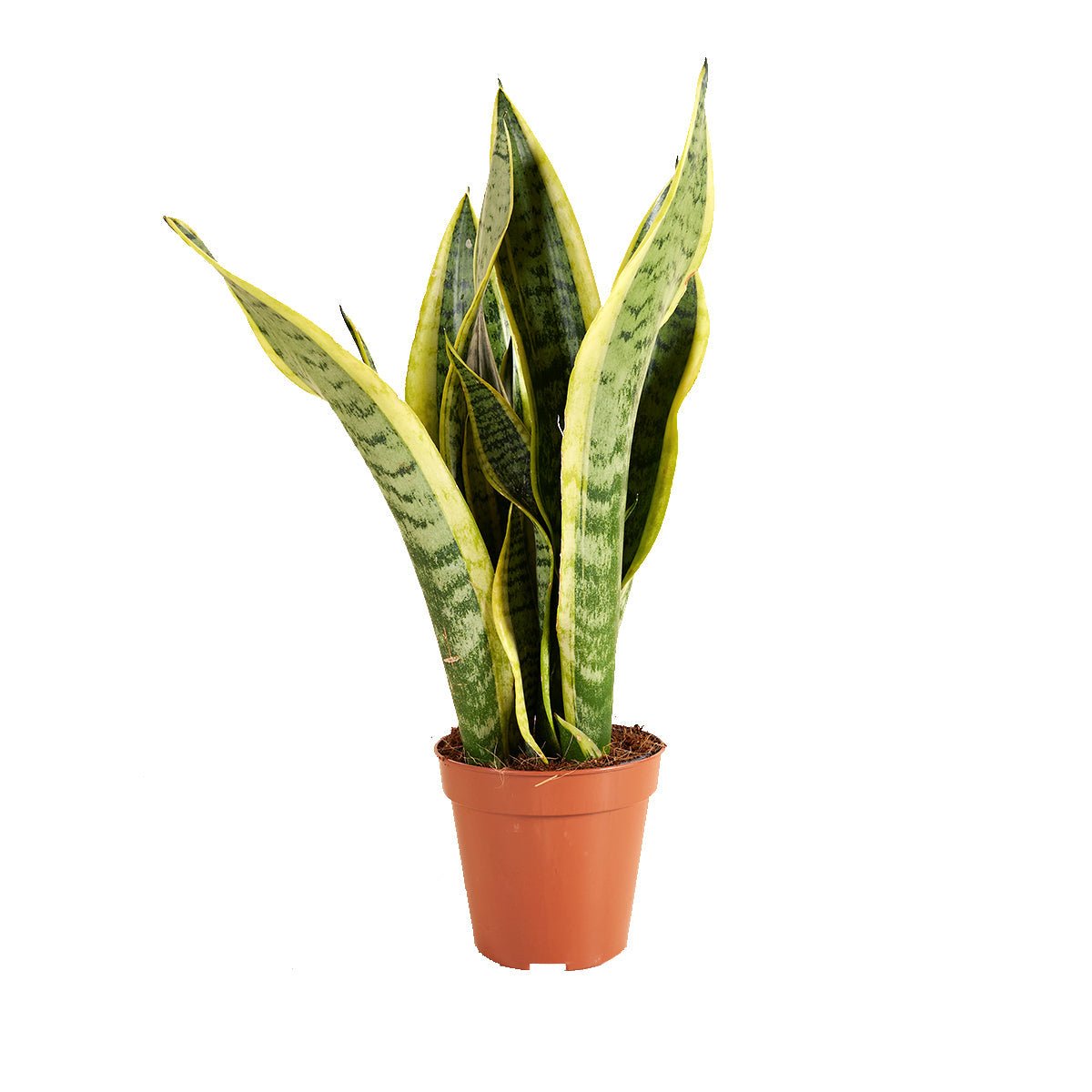 Groen blad met zilvergrijze banden en een duidelijke gele rand, in een terracotta pot.