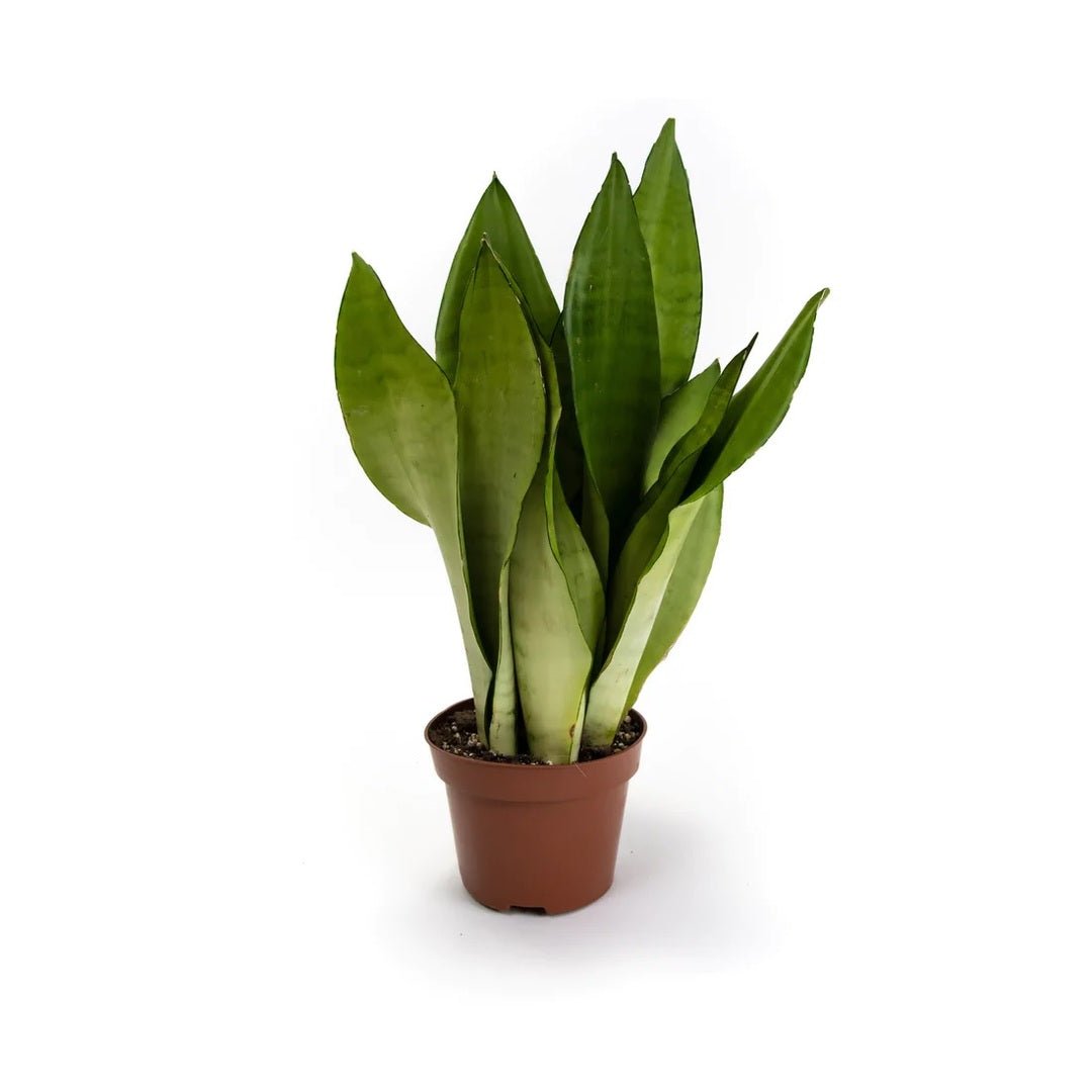 Effen zilvergroen blad met een dunne donkere rand, breed en recht, in een terracotta pot.