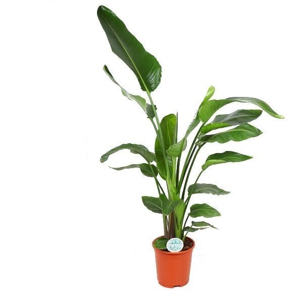 Paradijsvogelplant met grote bladschoepen op lange stelen, in een terracotta pot.
