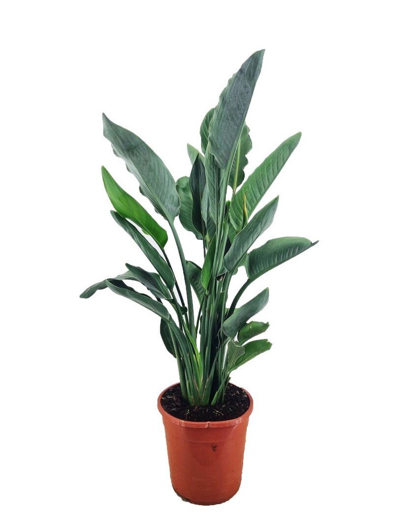 Paradijsvogelbloem met smal grijsgroen blad in een waaier, in een terracotta pot.