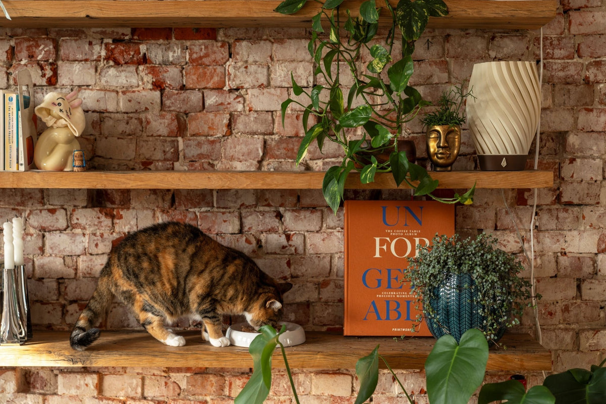 Houten plankjes tegen een bakstenen muur met een kat, boeken, planten en een smalle tafellamp.
