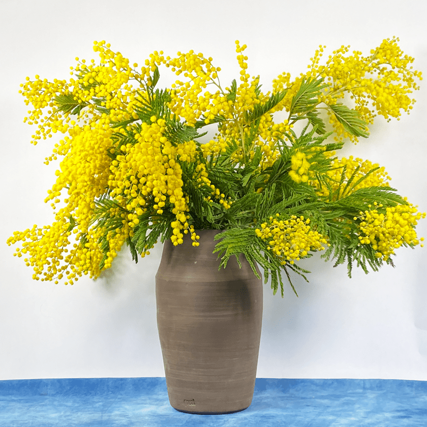Chocoladebruine keramieken vaas met gele mimosatakken.