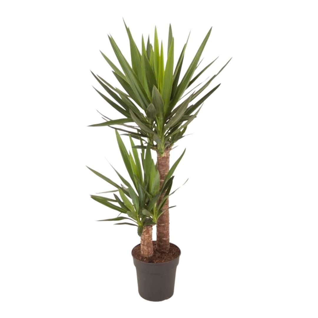 Twee dikke stammen met kransen van stijf, spits blad, in een zwarte kweekpot.