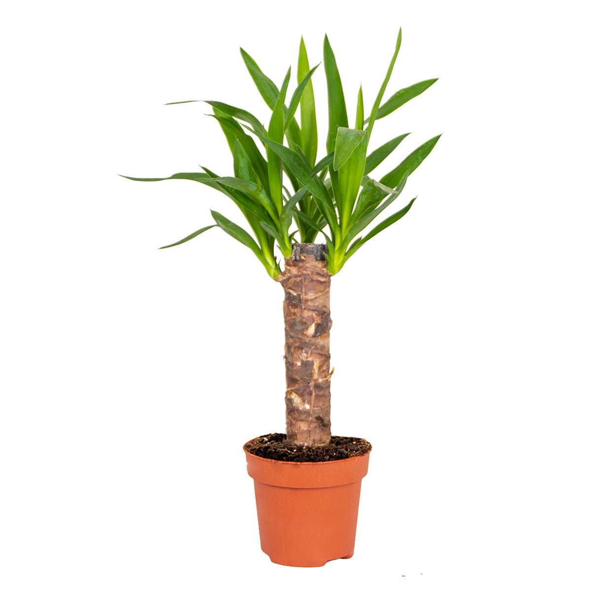 Korte dikke stam met een kroon van spits blad, in een terracotta kweekpot.