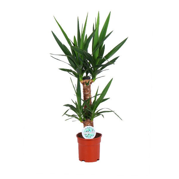 Palmlelie met twee stammen en kransen van stijf spits blad, in een terracotta pot.