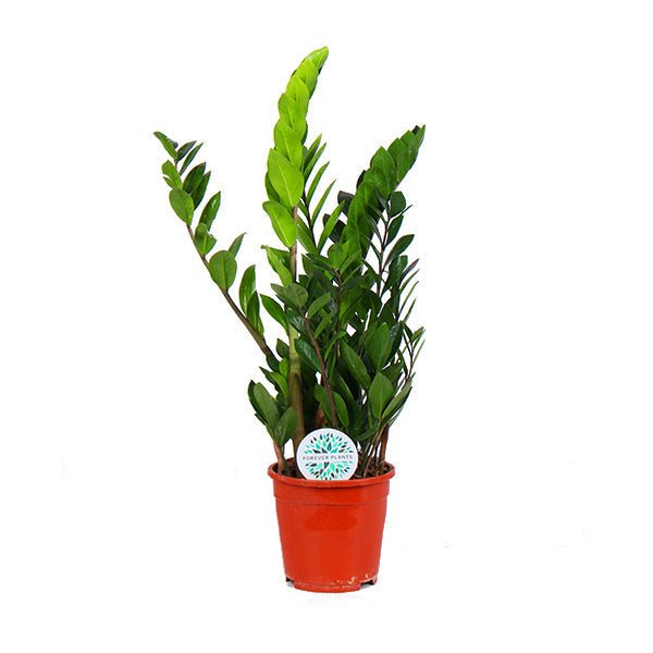 ZZ-plant met glanzend donkergroen blad langs rechte stelen, in een terracotta pot.