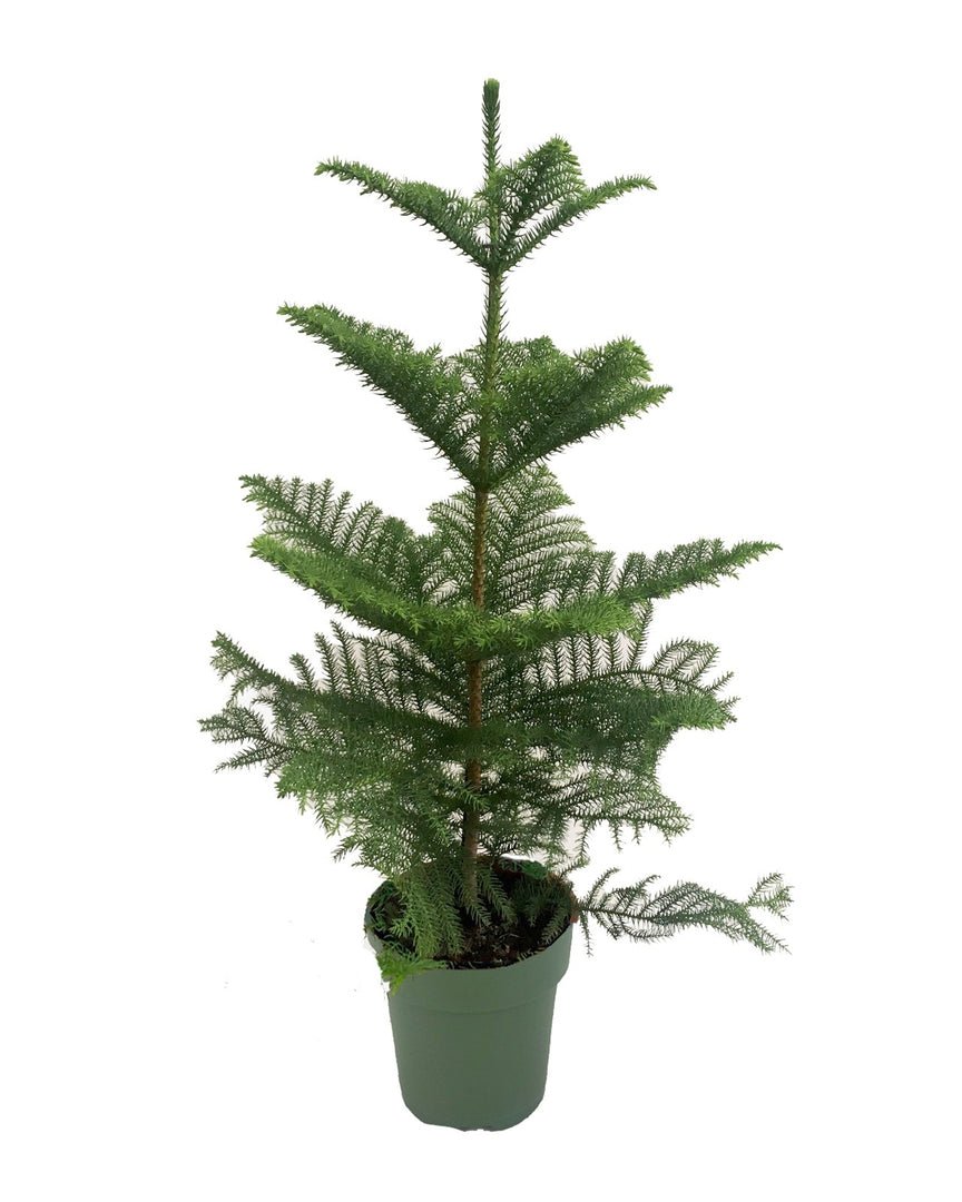 Kamerden van 100 cm met zachte naalden in open etages boven elkaar, in een groene pot.