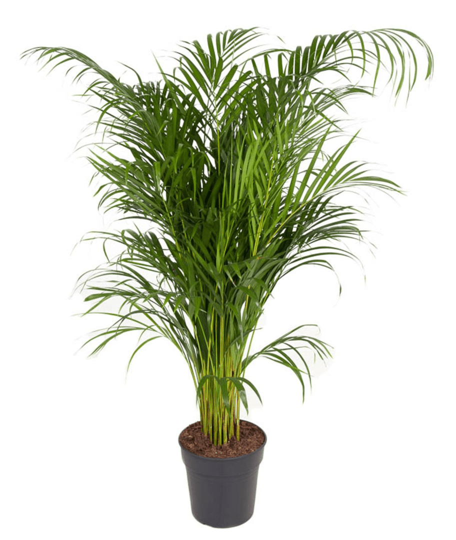 Brede palm met slanke stammen en fijn geveerd blad, in een terracotta kweekpot.