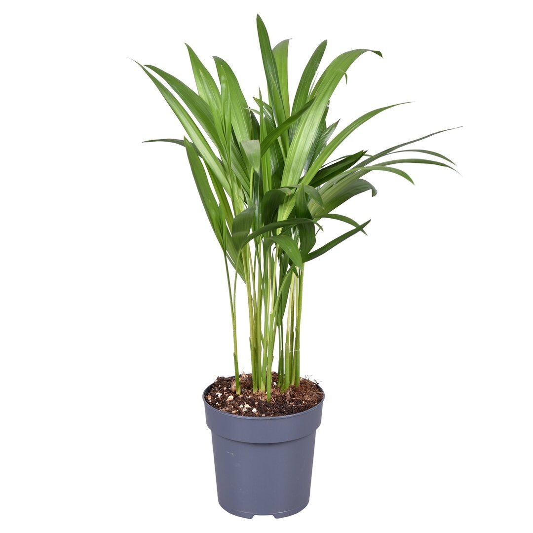 Kleine palm met fijn geveerd blad op dunne stelen, in een blauwgrijze kweekpot.