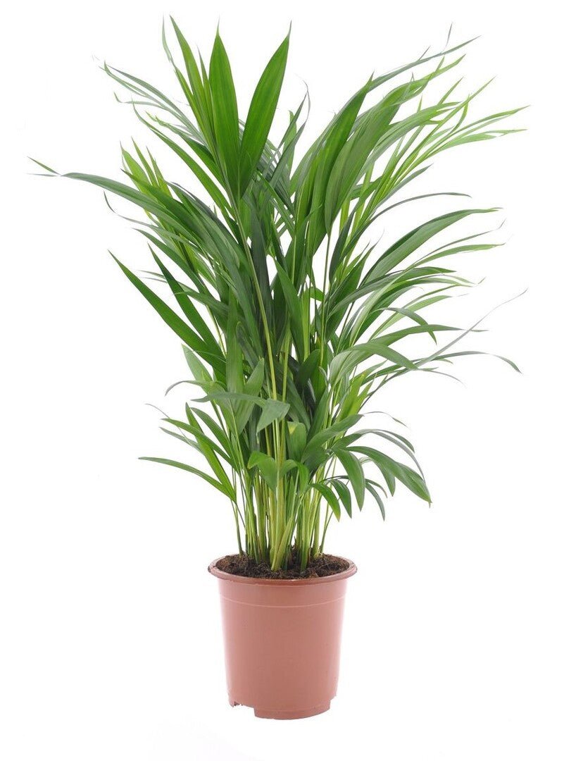 Palm met breed uitwaaierend geveerd blad op slanke stelen, in een terracotta pot.