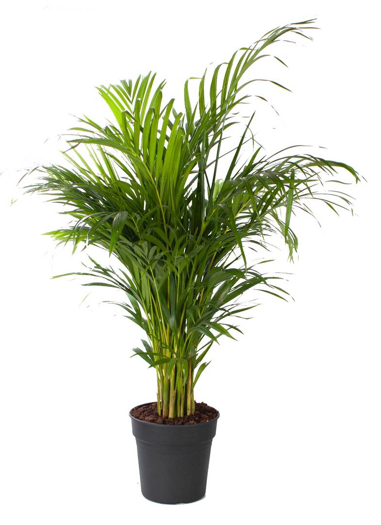 Grote palm met meerdere stammen en fijn geveerd blad, in een zwarte kweekpot.