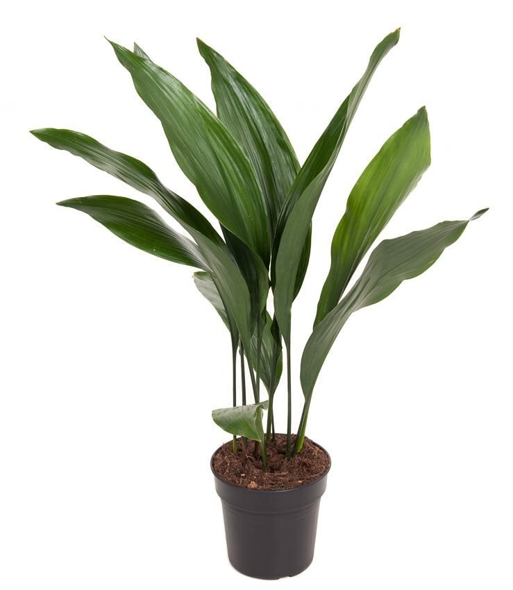 Breed glanzend donkergroen blad op korte stelen, waaiervormig, in een zwarte pot.