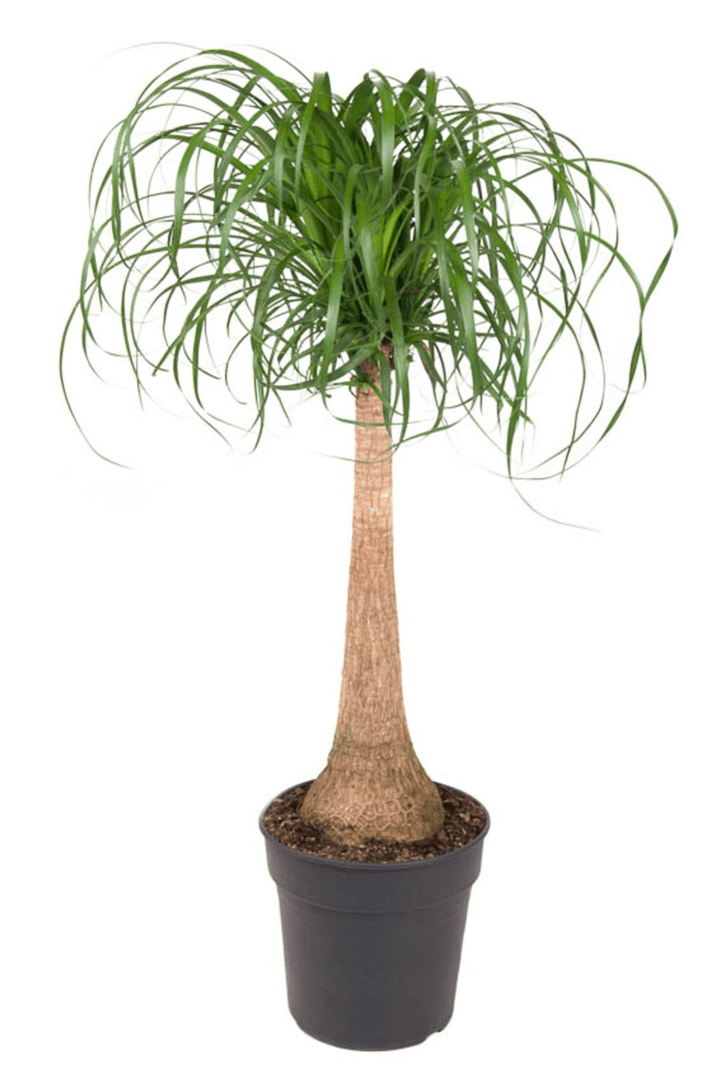 Dikke gezwollen stam met een kroon van smalle overhangende bladeren, in een zwarte pot.