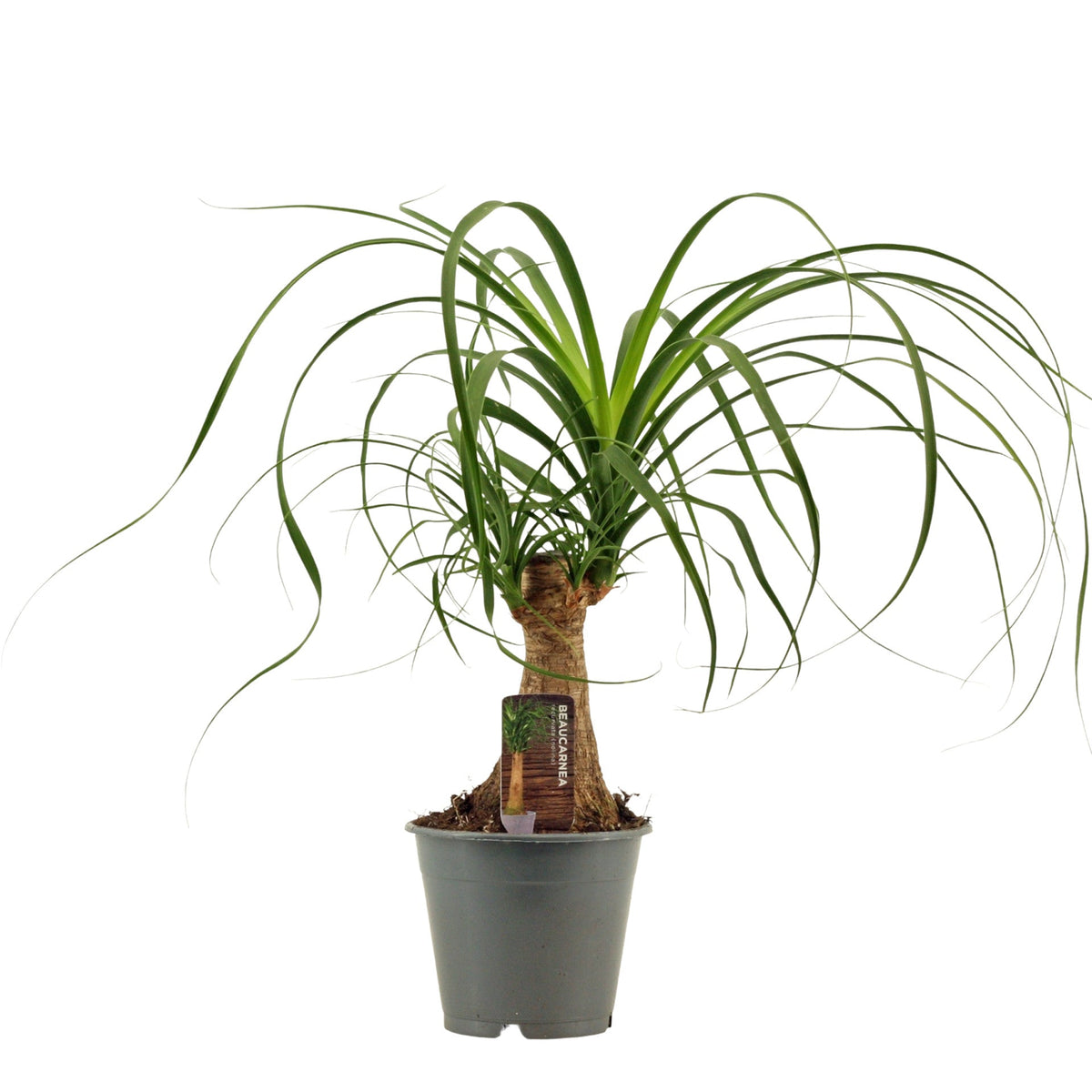 Kleine plant met bolle voet en lange overhangende bladeren, in een groene kweekpot.