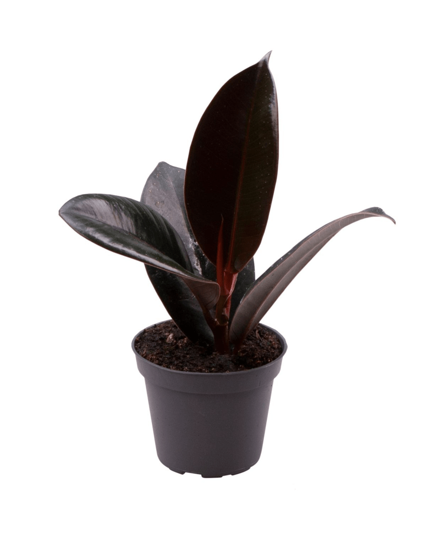 Breed leerachtig blad, hoogglanzend en zo donker dat het bijna zwart oogt, in een zwarte pot.