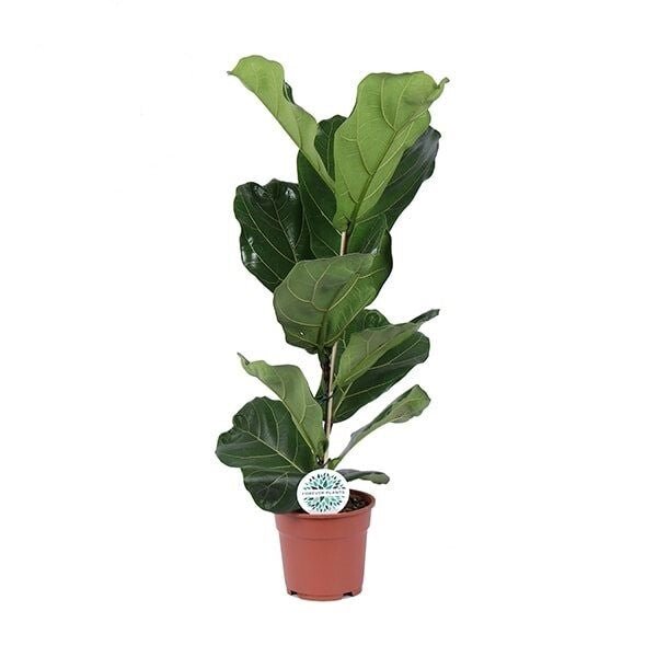 Rechte stam met grote gegolfde bladeren, smal van opzet, in een terracotta pot.