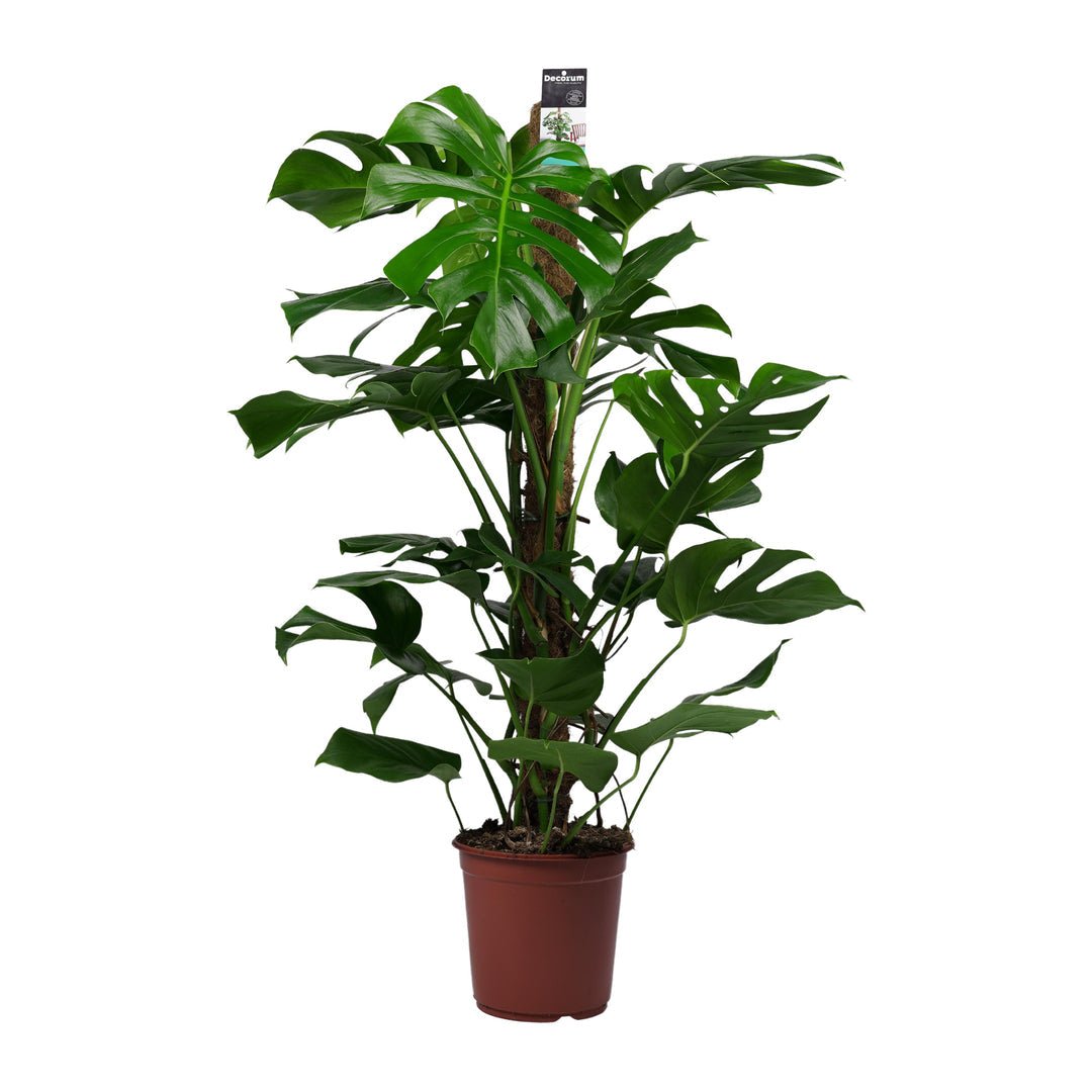 Gatenplant geleid langs een mosstok, met groot diep ingesneden blad, in een terracotta pot.