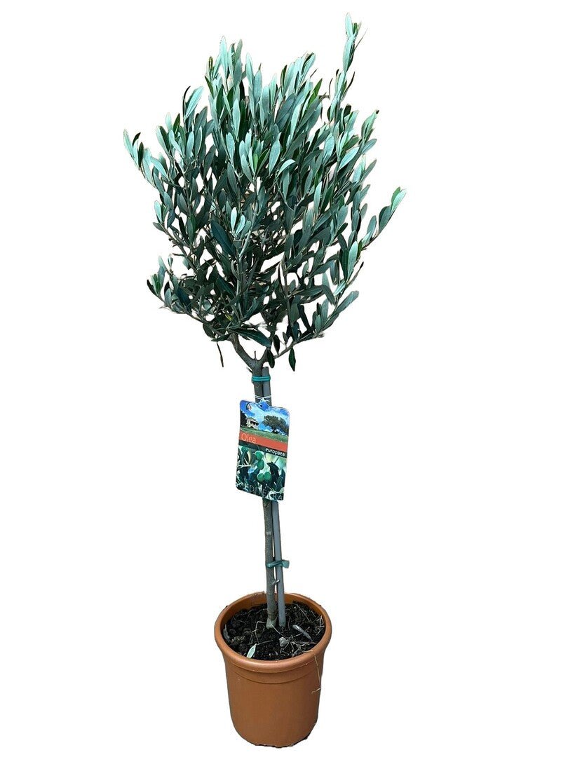 Olijfboom met zilvergroen blad in een volle ronde kroon, in een terracotta kweekpot.
