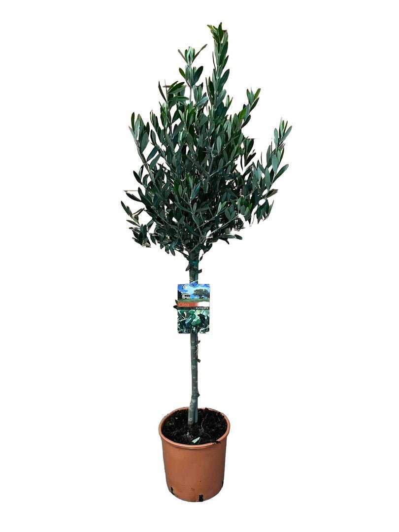 Olijfboom op stam met een compacte kroon zilvergroen blad, in een terracotta pot.