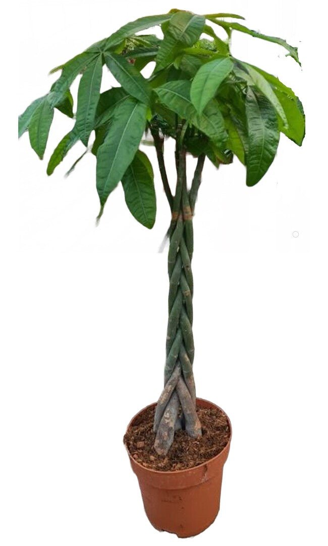 Geldboom met gevlochten stam en een kroon van handvormig blad, in een terracotta pot.