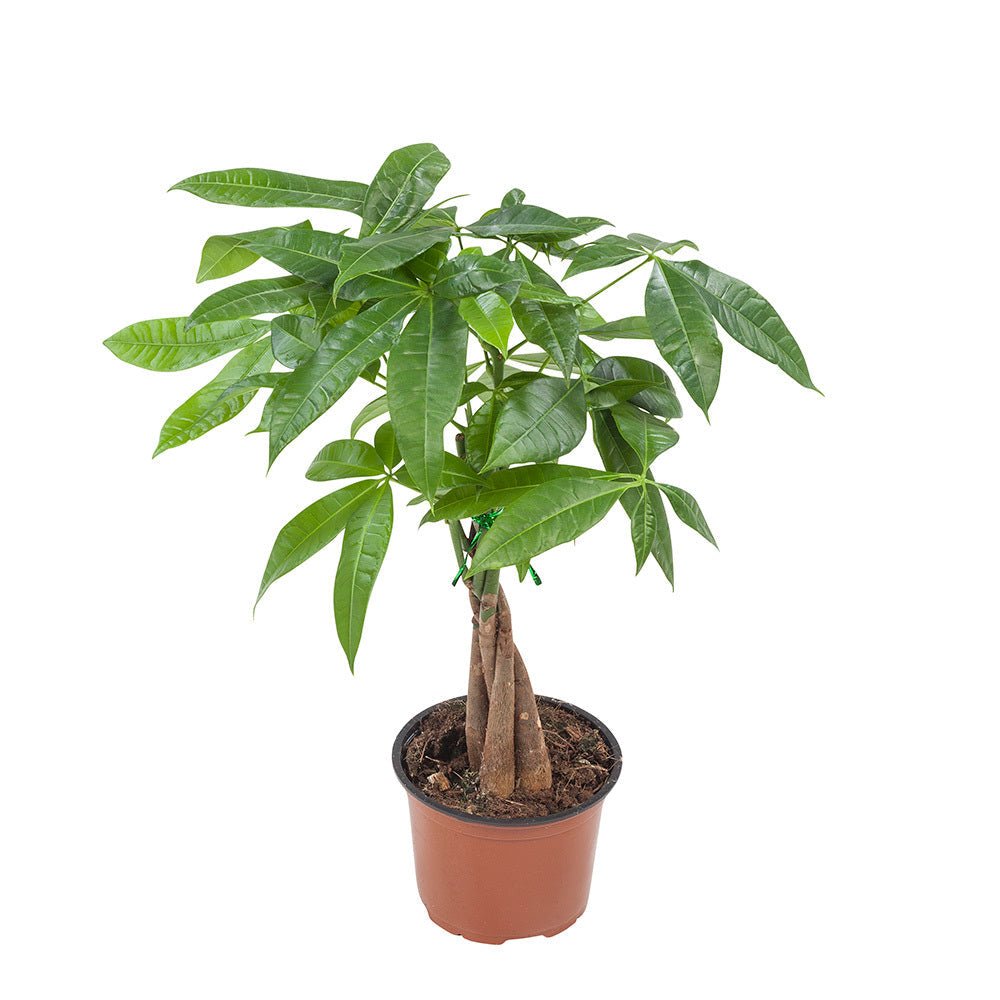 Geldboom met handvormig blad van vijf tot zeven blaadjes per steel, in een terracotta pot.