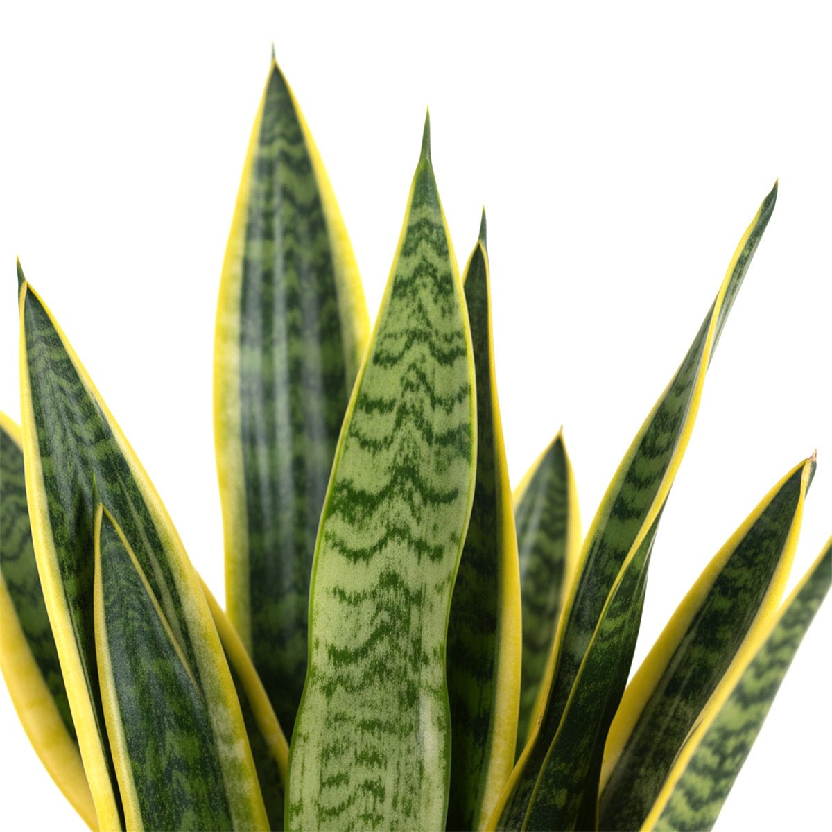Close-up van gebandeerd blad met een scherpe gele rand langs de bladkant.