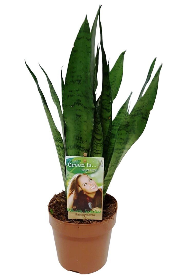 Donkergroen blad met lichte golvende dwarstekening, kaarsrecht, in een terracotta pot.