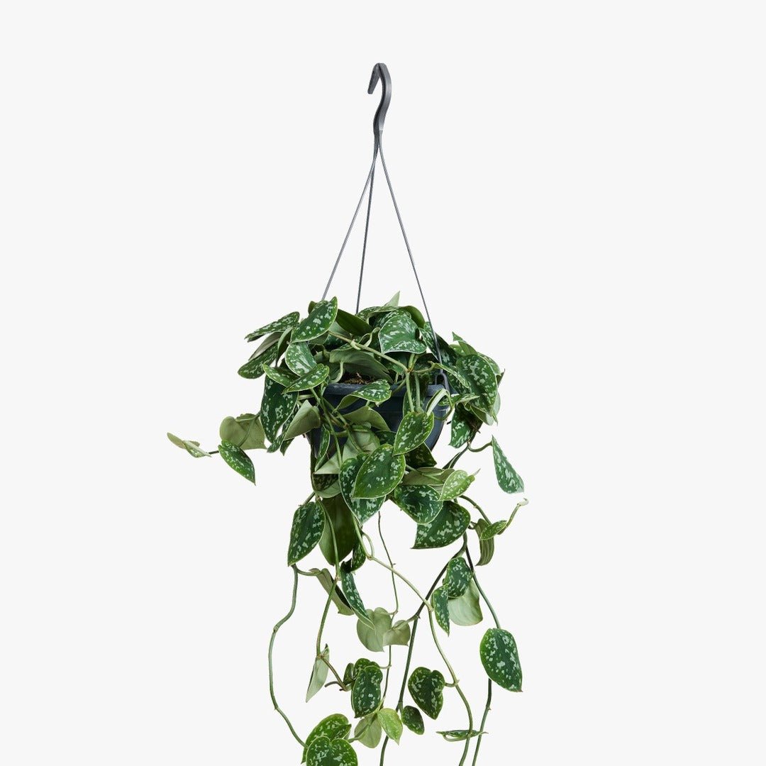 Hangpot aan een beugel met ranken vol mat donkergroen blad met zilvergrijze vlekken.