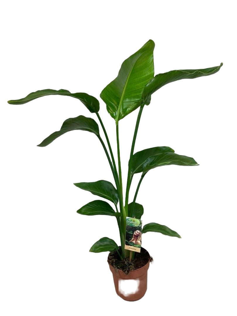 Jonge paradijsvogelplant met brede opgerichte bladschoepen, in een terracotta pot.